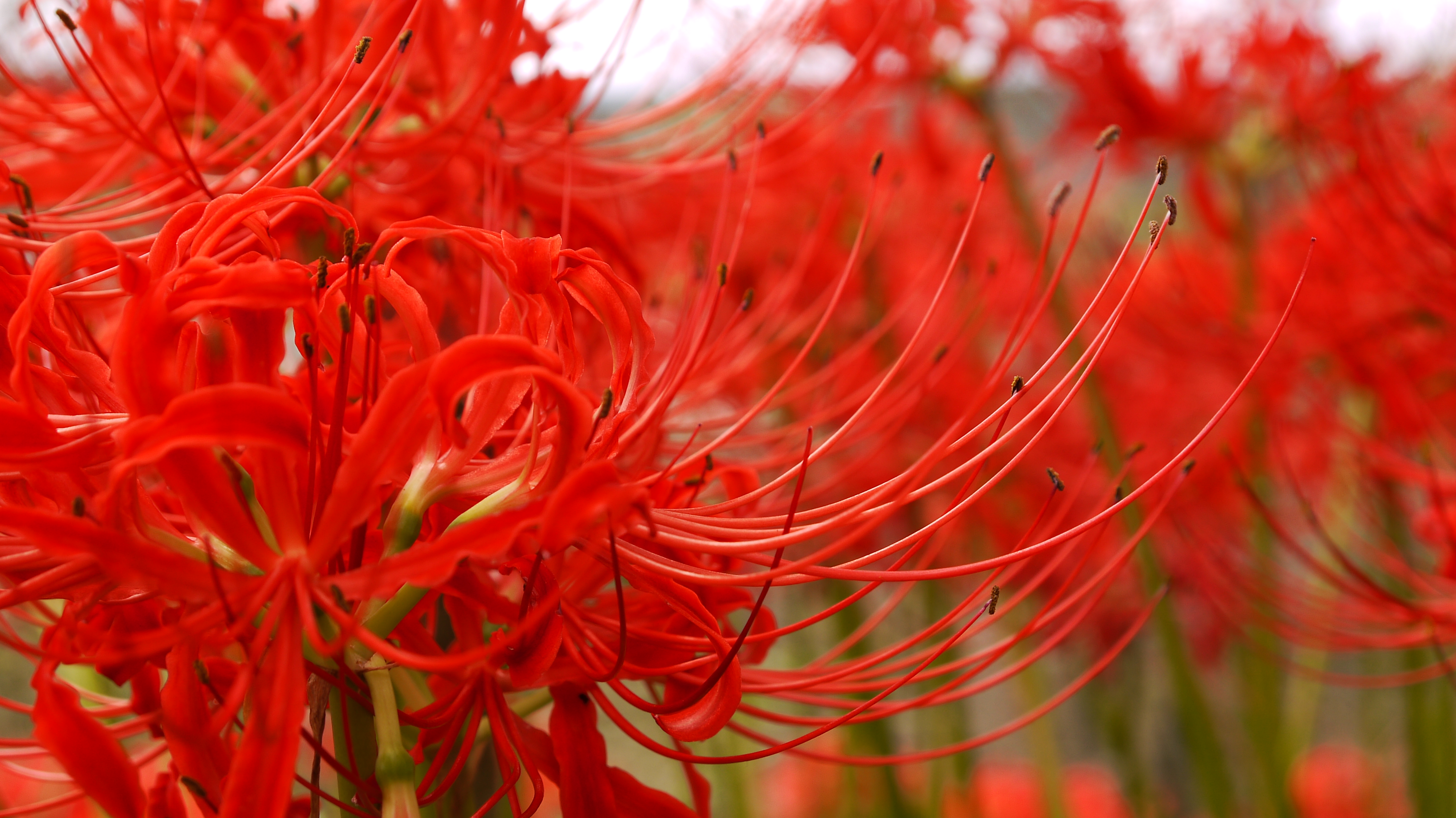 地面を彩る鮮やかな赤 彼岸花の名所 城山公園へ 枯れない庭の作り方